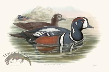 Gould Waterfowl 29